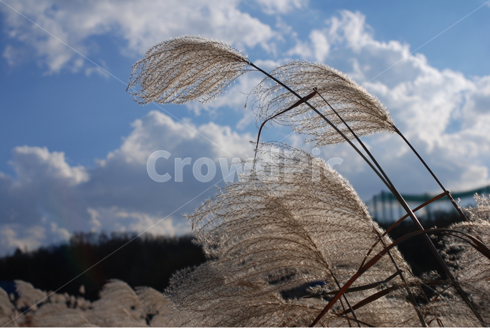 가을,풍경,갈대,억새풀,하늘,구름,나무,가을,계절,fall,autumn,season,자연,풍경,nature,landscape,grass,잔디,plant,식물,lawn,reed