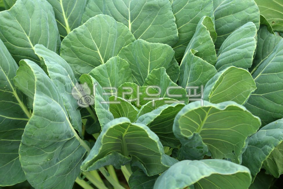 식물, plant, 케일, 야채, vegetable, 사진,이미지,일러스트,캘리그라피 - benjamin작가