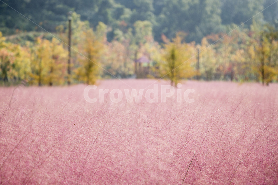 핑크뮬리,뮬리,식물,억새,자연,갈대,가을,계절,fall,autumn,season