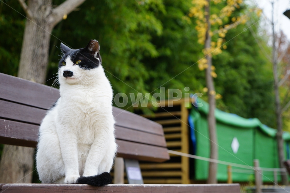 고양이,공원,벤치,나무,도둑,터줏대감,동물,animal,포유류,mammal,고양이,cat,kitten,kitty