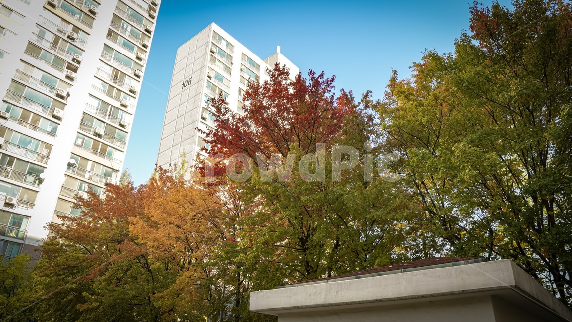 단풍,가을,하늘,풍경,날씨,계절,tree,나무,plant,식물