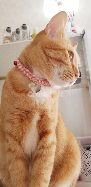 고양이,코숏,노란고양이,치즈태비고양이,치즈태비,cat,반려묘,반려동물,애완동물