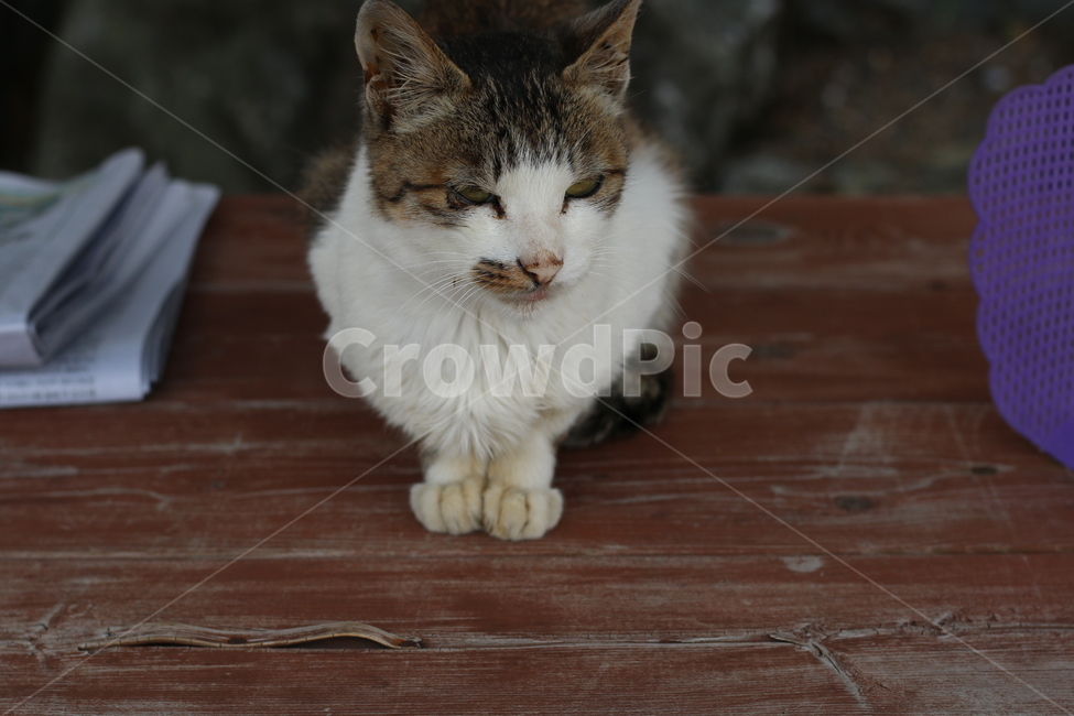 고양이,동물,애완동물,pet,animal,cat,동물,animal,포유류,mammal,고양이,cat,kitten,kitty