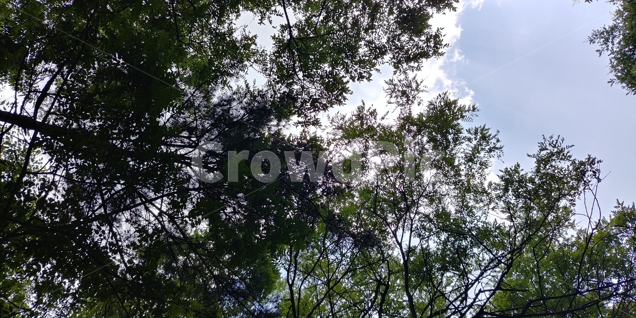 나무,단풍,나뭇잎,하늘,여름,햇빛,초록,연두,잎,싱그러움,쨍쨍함,맑음