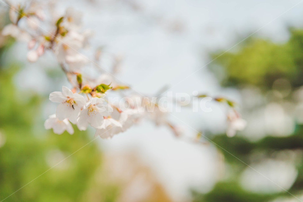 벚꽃,봄,꽃,blossom,cheeryblossom,꽃잎,flower,봄,계절,spring,season,식물,자연,plants,nature,꽃,flower,plant