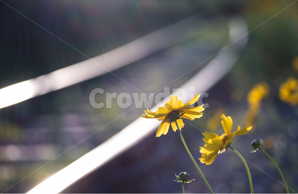 꽃,철길,야생화,저녁빛,레일,자연,들꽃,식물,자연,plants,nature,꽃,flower
