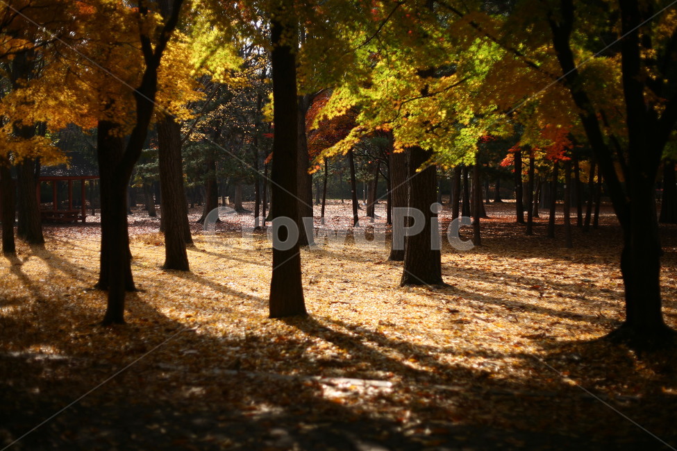 tree,나무,plant,식물,나무줄기,공원,자연,낙엽,단풍,가을,계절,fall,autumn,season,자연,풍경,nature,landscape