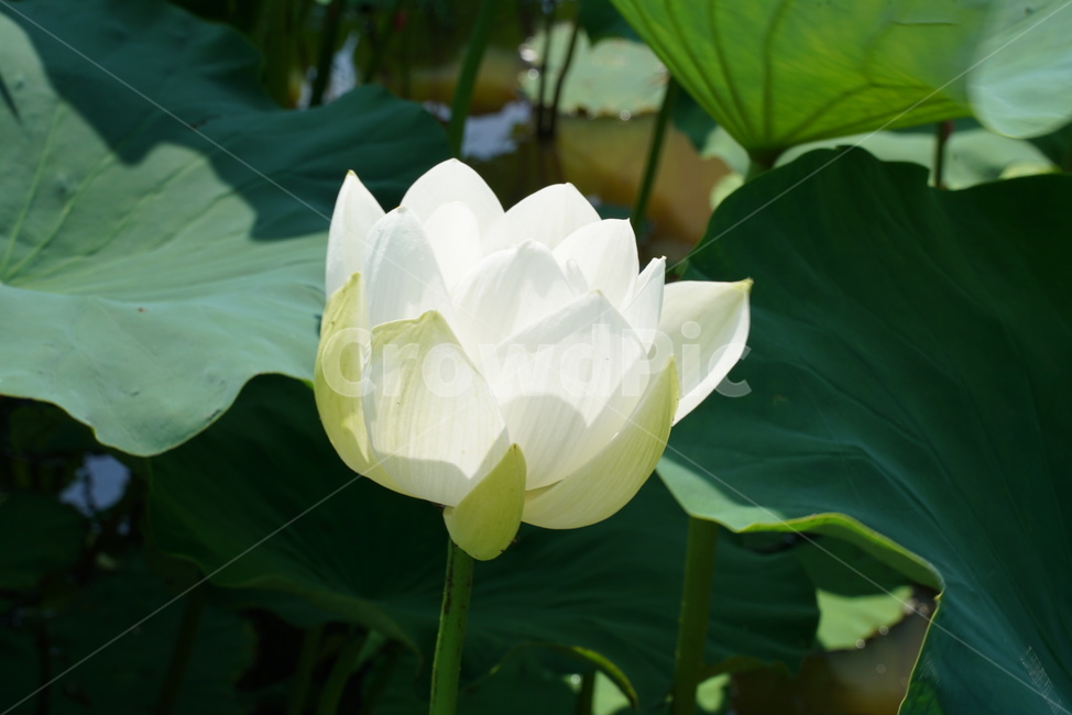 백련지,연꽃,백련,백목련,bailian,뱅년