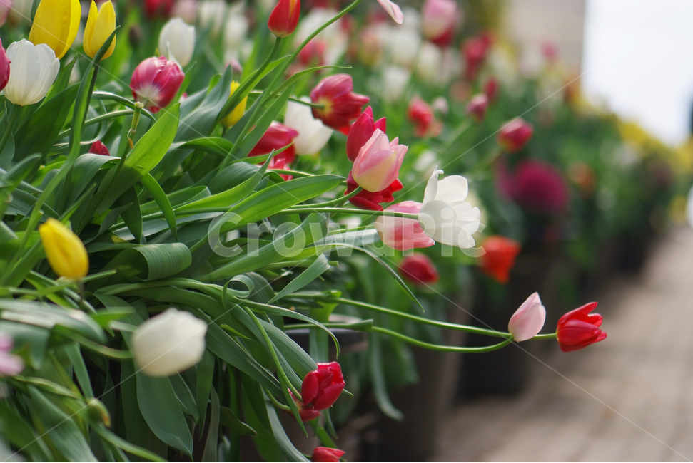 튤립,tulip,flowers,봄,꽃,spring,봄,계절,spring,season,식물,자연,plants,nature,꽃,flower,plant,blossom