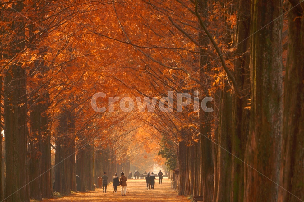 가을,가을향기,감성,메타세콰이어길,담양,가을,계절,fall,autumn,season,자연,풍경,nature,landscape,사람들,대중,군중,other people,crowd,색깔,색상,색채,색감,color sense,color sensitivity,feeling of color,tree,나무,plant,식물