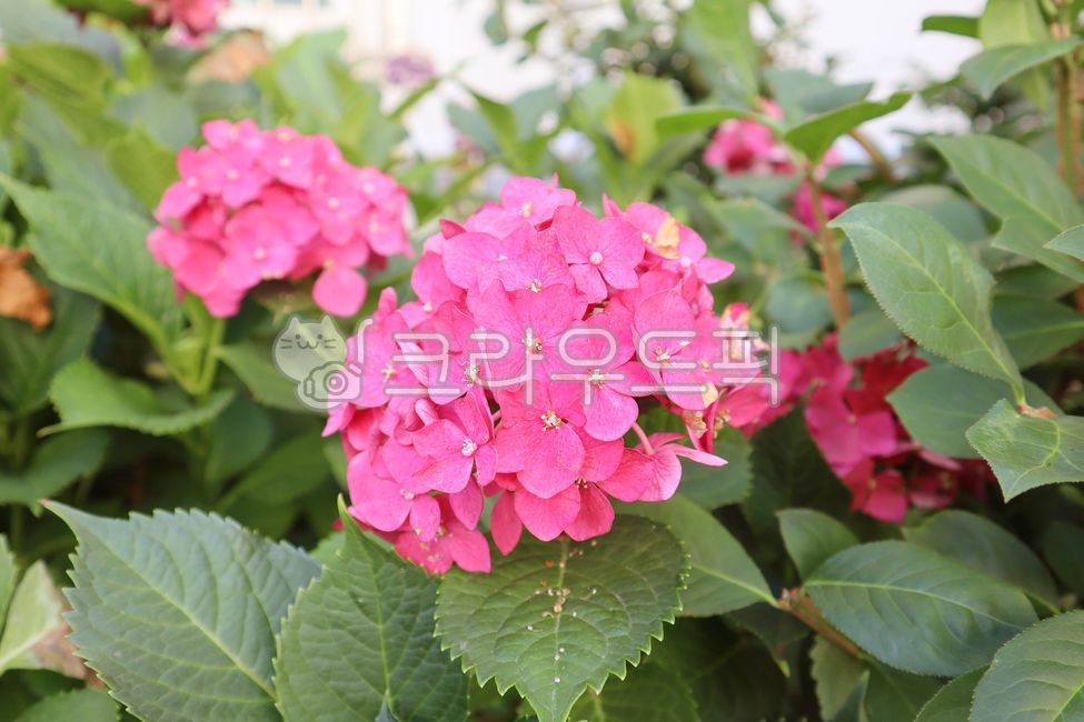 Beautiful,gorgeous,floral,flower,leaf,bouquet,hydrangea,gardening,botany,landscape,petal,beauty,garden,plant