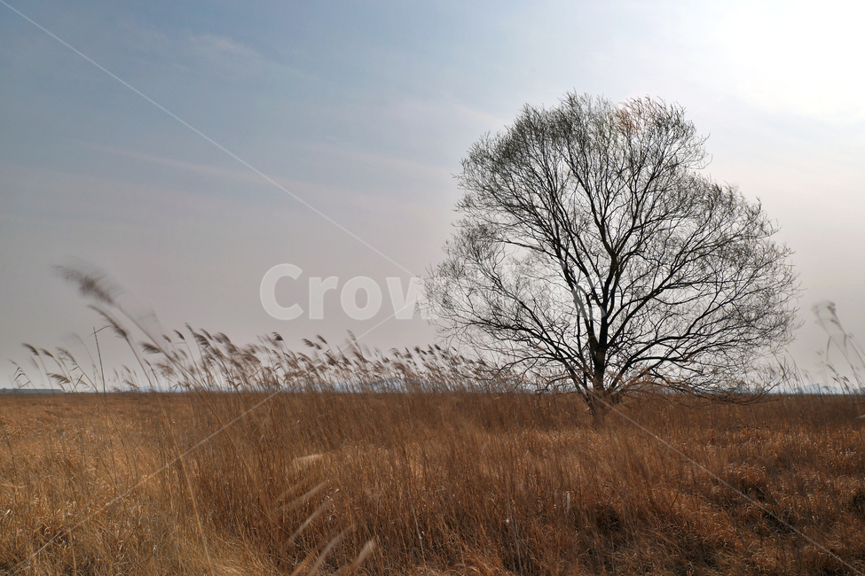 우음도,왕따나무,시화호,시화방조제,화성시,초원,갈대밭,간척지