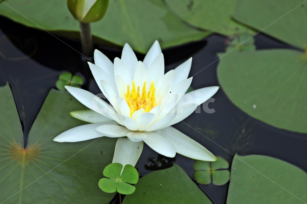연꽃,수련,연못,여름꽃,여름,푸르름,순백,식물,꽃,자연,작물,plant,flower,nature,식물,자연,plants,nature,꽃,flower