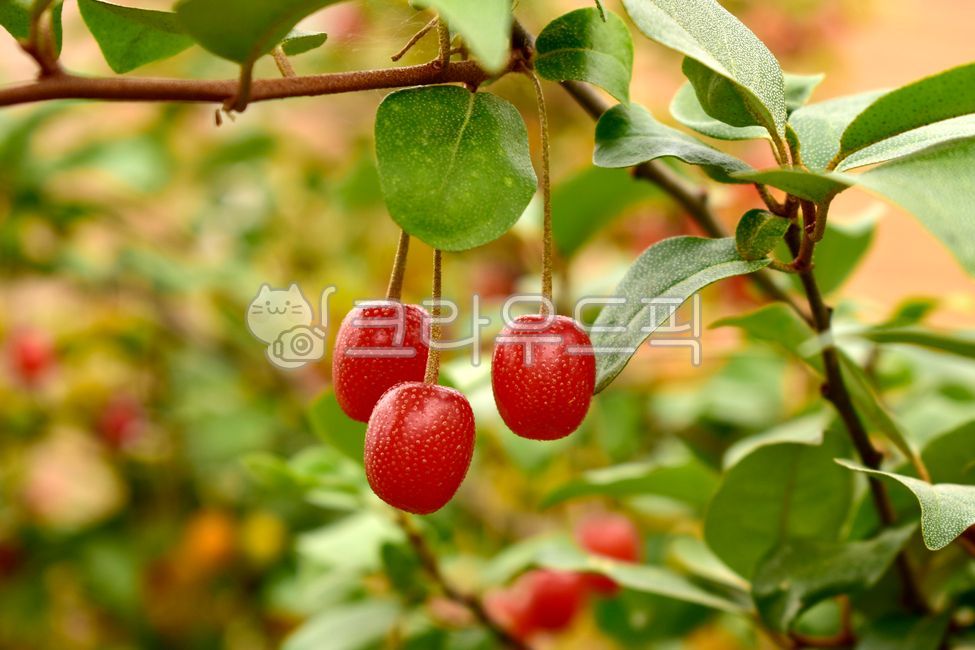 japanesesilverberry,Fruit,fruit,elaeagnustypica,oleaster,food,Bodhi tree fruit,ripening,elaeagnusumbellata,plant,linden tree,ripe,fresh