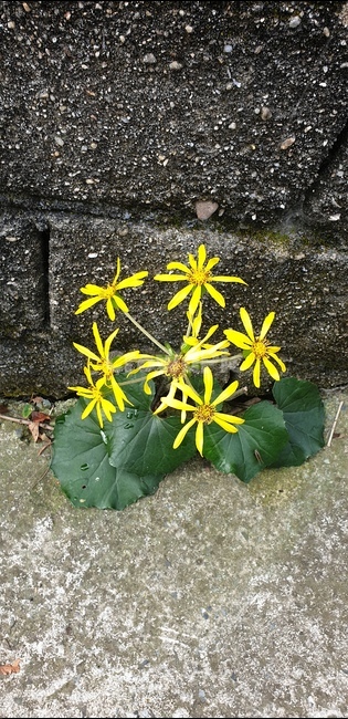 꽃,plant,노란꽃,flowers,골목꽃