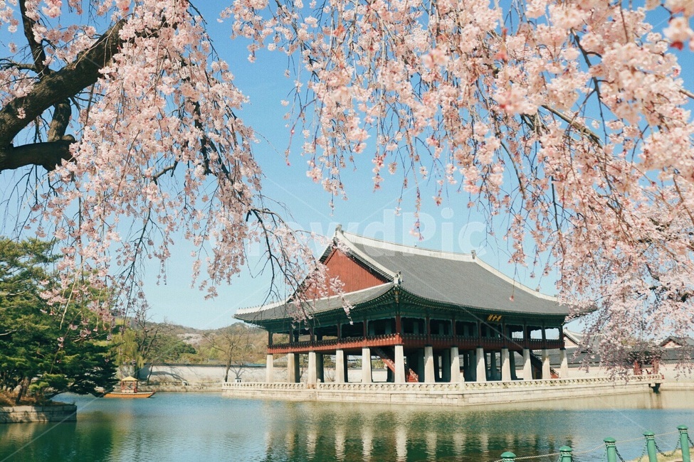 벚꽃,꽃,봄,풍경,경치,서울,종로,감성사진,이쁜사진,나무,경복궁,경회루,궁,전통,문화,연못,한국,전통문화,korea,자연,nature,landscape,tree,seoul