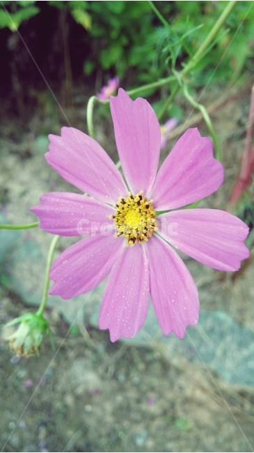 코스모스,식물,꽃,flower,자연,식물,자연,plants,nature,꽃,flower