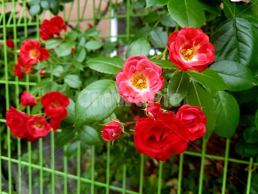 꽃,flower,plant,식물,blossom,제라늄,식물,자연,plants,nature