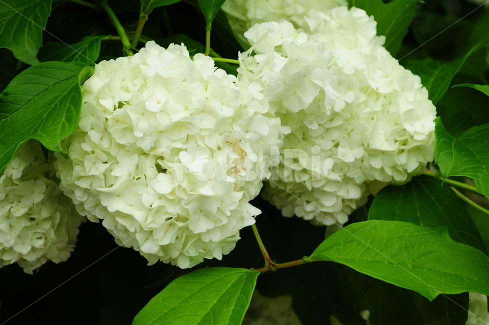 수국,불두화,꽃,잎사귀,식물,식물,자연,plants,nature,꽃,flower