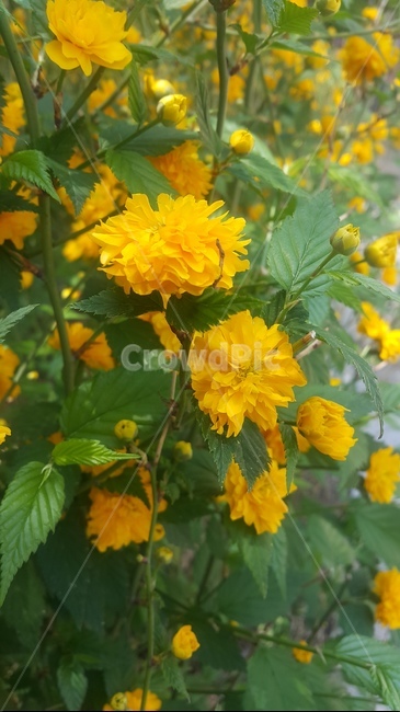 꽃,노란꽃,들꽃,flower,yellow