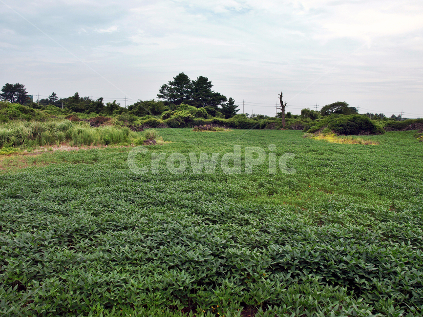 오시록헌농로,밭,농작물,제주,올레14코스,올레길,자연,풍경,nature,landscape,field,들,outdoors,옥외,grassland,목초지,rural,농촌,farm,농장