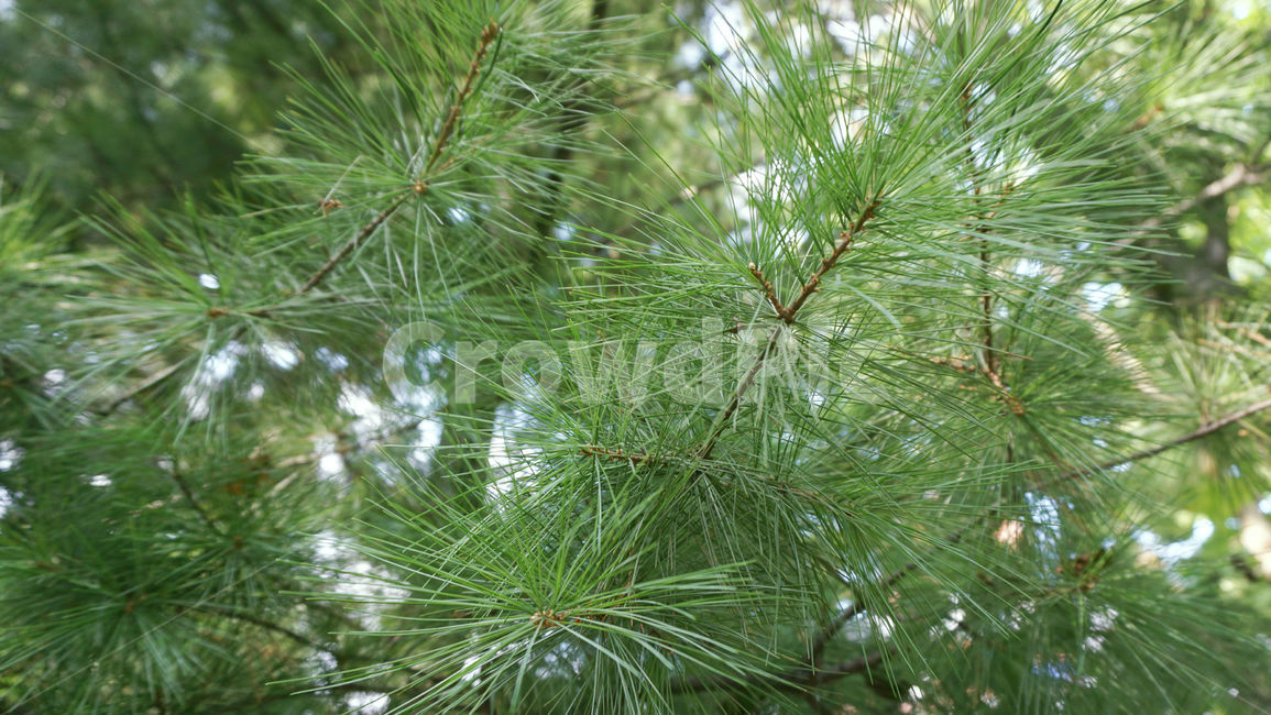 배경화면,잎,식물,plant,tree,소나무,나무