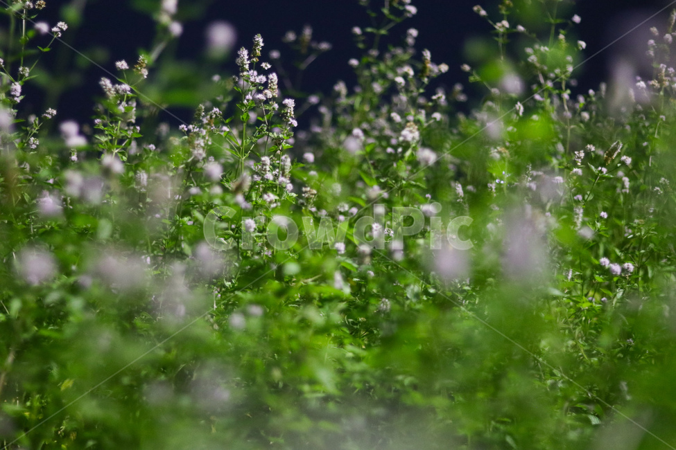 허브,꽃,연보라,풍경,밤,자연,식물,자연,plants,nature,꽃,flower