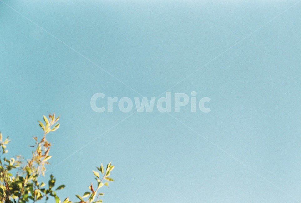필름,하늘,나무,배경,필름카메라,자연,풍경,nature,landscape