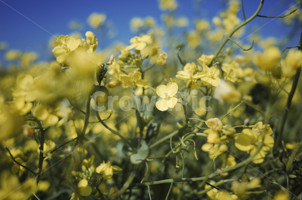 유채꽃,유채,yellow,plant,식물,flower,꽃,봄,봄꽃,노란꽃,green,노란,초록