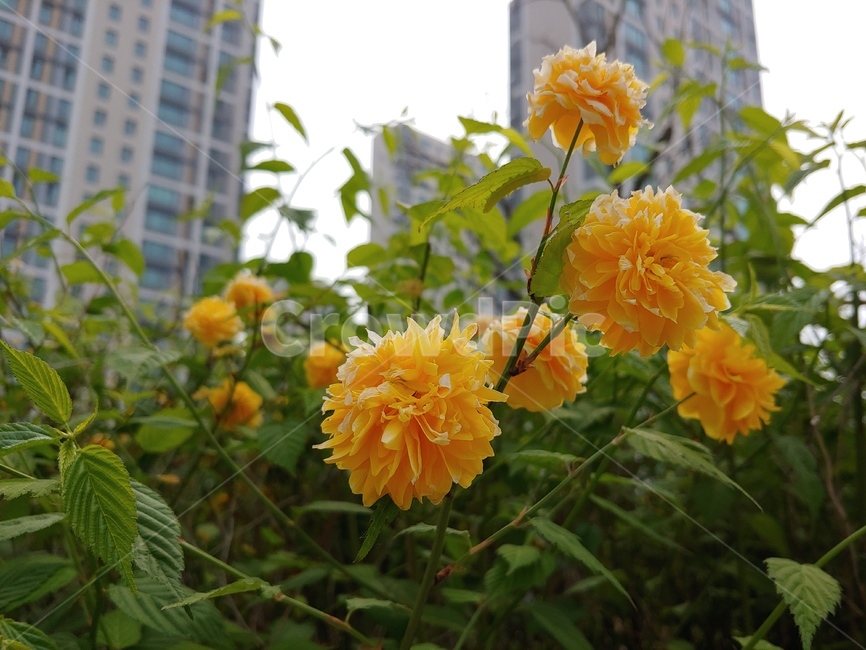 노란꽃,예쁜꽃,화단,정원,꽃잎,꽃