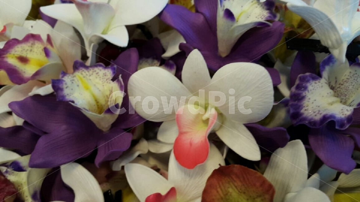꽃,flower,자연,nature,하얀색,보라색,white,purple,colorful,화려함,식물,자연,plants,nature,꽃,flower