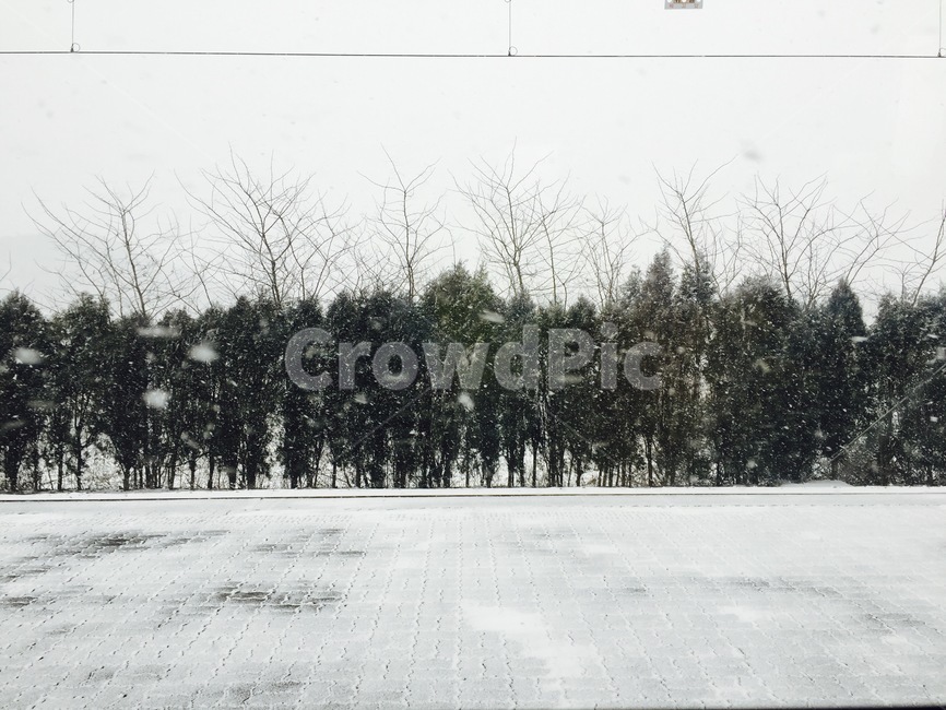 겨울,눈,나무,화이트,snow,자연,풍경
