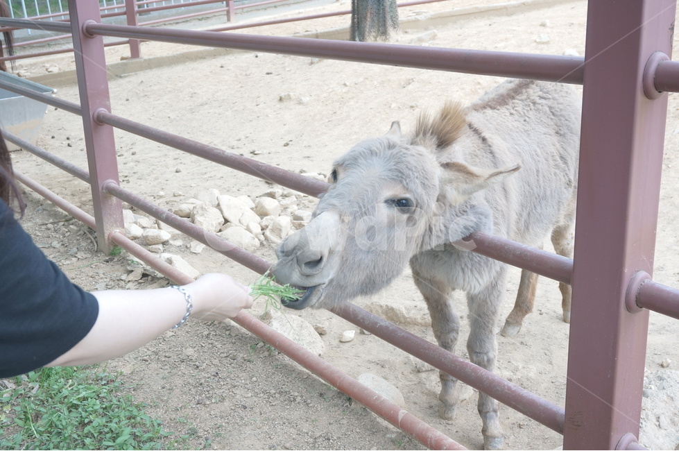 당나귀,동물원,전주동물원,당나귀먹이주기,동물체험,여름,당나귀밥주기,동물,animal,donkey,전주