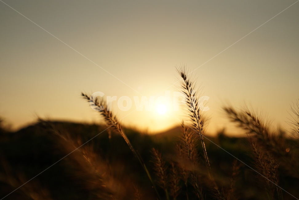 grass,plant,식물,sunlight,햇빛,lawn,잔디,sunset,갈대,가을,계절,fall,autumn,season,식물,자연,plants,nature