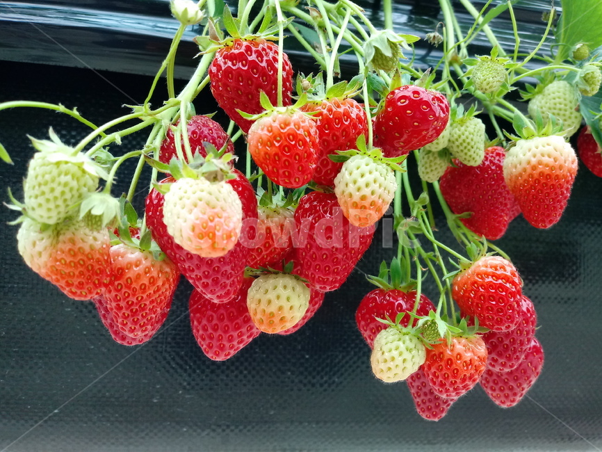 딸기,빨간열매,식물,strawberry,장미과,과일,농산물,과일,열매,fruit