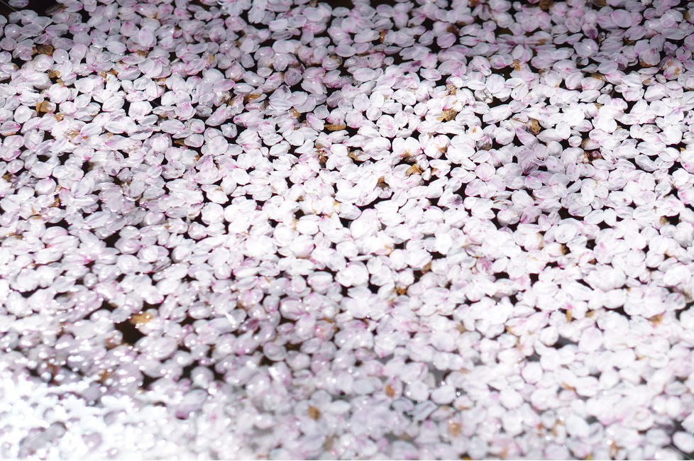 꽃잎,벚꽃,물,봄,풍경,봄,계절,spring,season,꽃,flower,blossom,petal,plant,식물