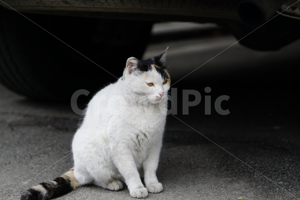 Meow,white fur,automobile,pet cat,stray cat,albino,cat,female,pet,tire,toenail,calico cat,wheel,asphalt,Pets,White,wild cat,animal,cock,mammalia,snap