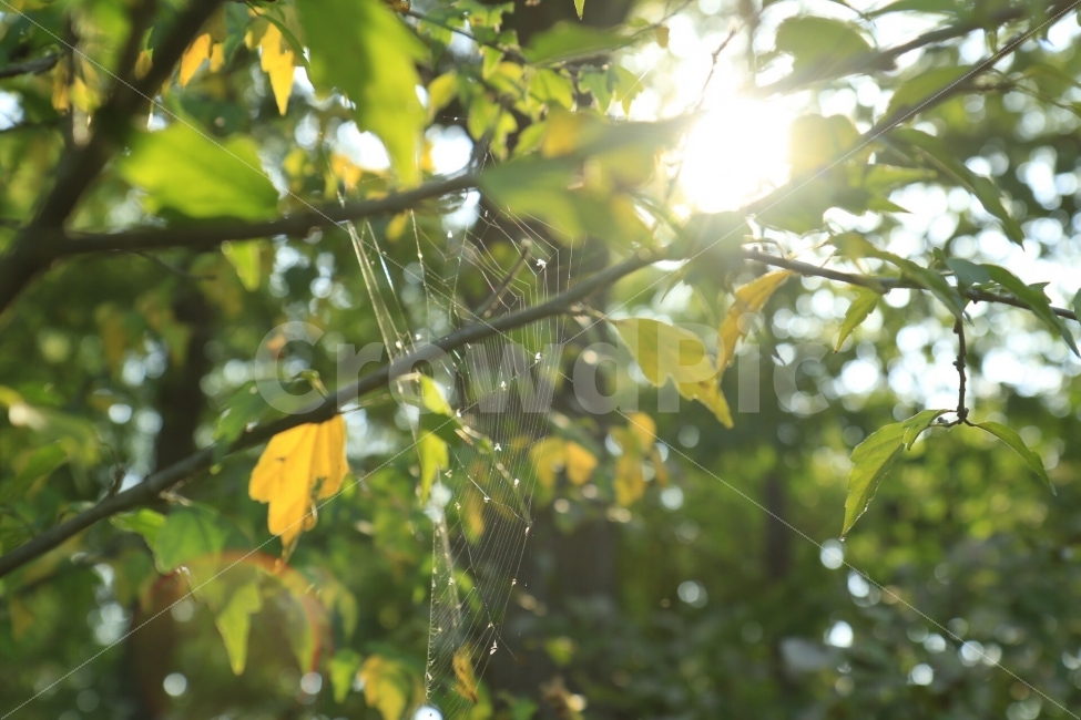 햇빛,나무,나뭇잎,자연,초록,거미줄,식물,tree,leaf,aspiderweb,Plants,휴식,힐링,rest,relaxation,healing,식물,자연,plants,nature,감성,sensible,feeling