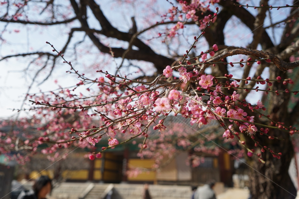 plant,식물,flower,꽃,blossom,봄꽃,봄,계절,따뜻함