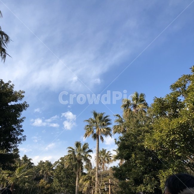 하늘,나무,자연,구름,여름,sky,tree,summer,자연,풍경,nature,landscape,plant,식물