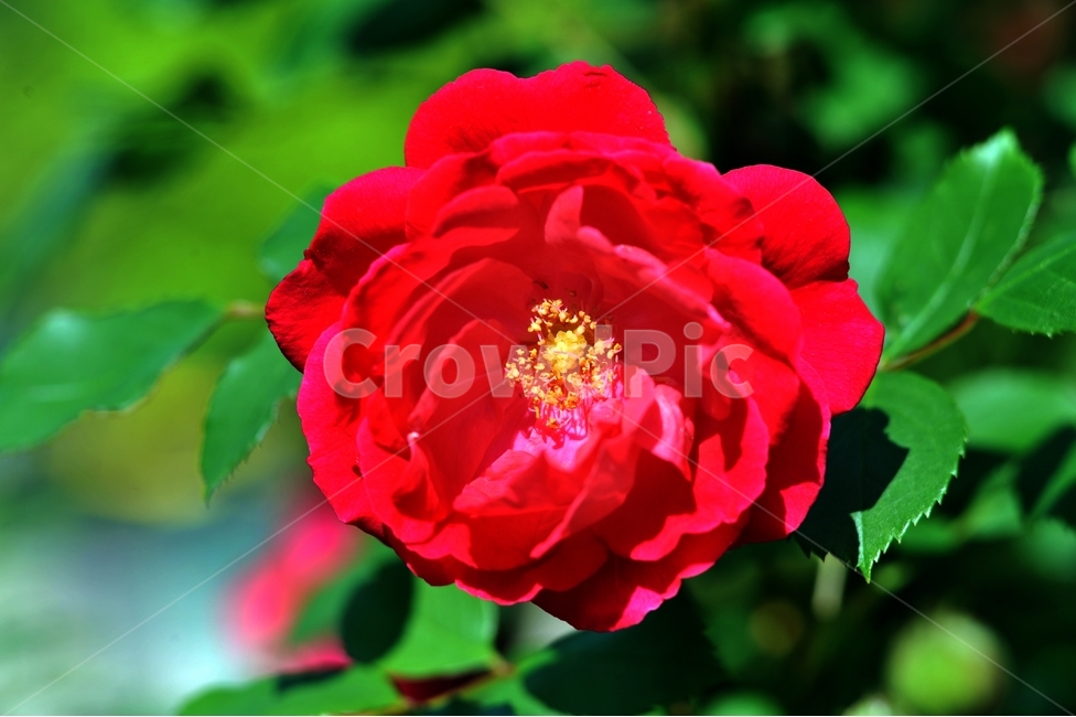 장미,식물,꽃,빨깐꽃,여름꽃,오월,rose,식물,자연,plants,nature,꽃,flower