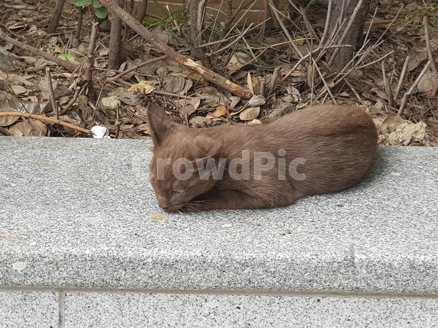 고양이,길,갈색,동물,거리,동물,animal,포유류,mammal,고양이,cat,kitten,kitty
