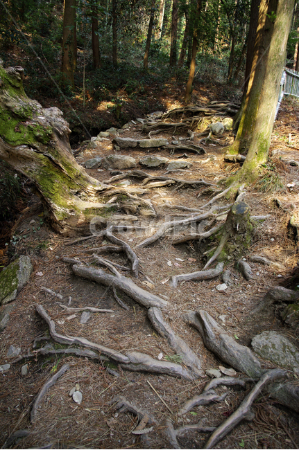 나무,자연,식물,tree,plant,뿌리