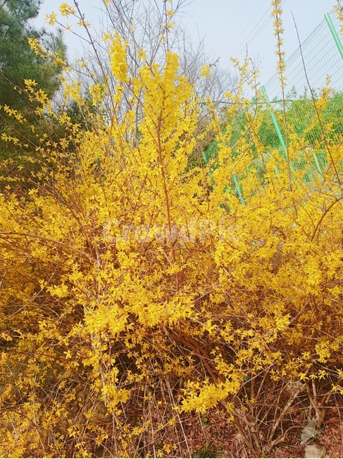 봄,계절,따뜻한날,개나리,노란꽃,식물,자연,plants,nature,꽃,flower