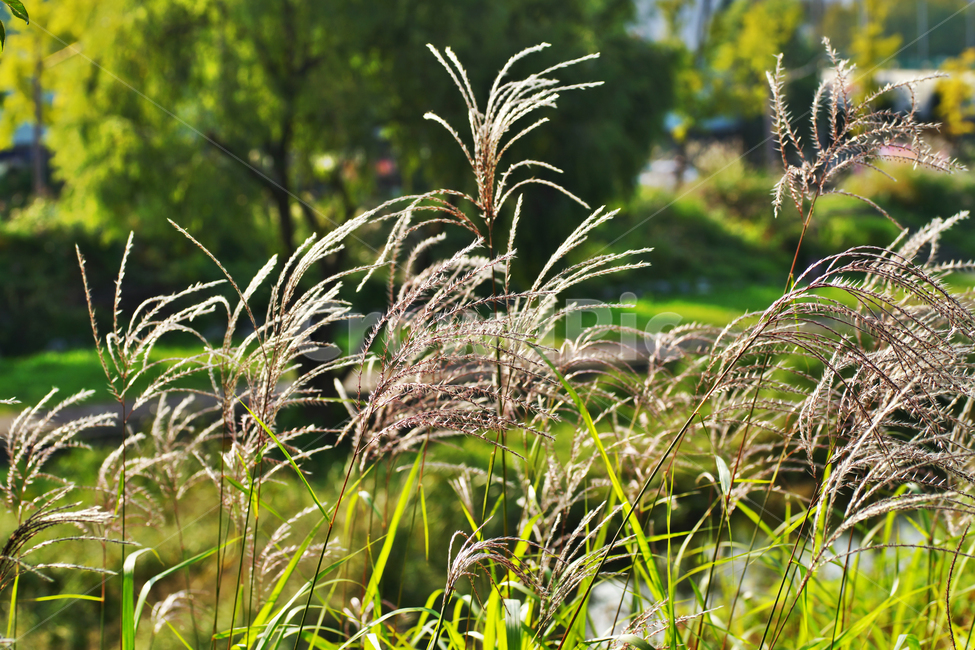 갈대,억새,가을,계절,자연,풍경,가을,계절,fall,autumn,season,식물,자연,plants,nature,grass,잔디,plant