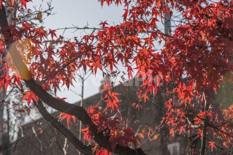 가을,단풍,풍경,단풍나무,빨강,가을,계절,fall,autumn,season,식물,자연,plants,nature,나무,trees,wood,leaf,잎,plant,tree,maple