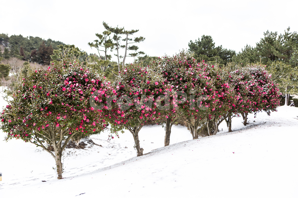 설경,동백꽃,새미은총의동산,눈,동백,겨울,계절,winter,season,식물,자연,plants,nature,나무,trees,wood