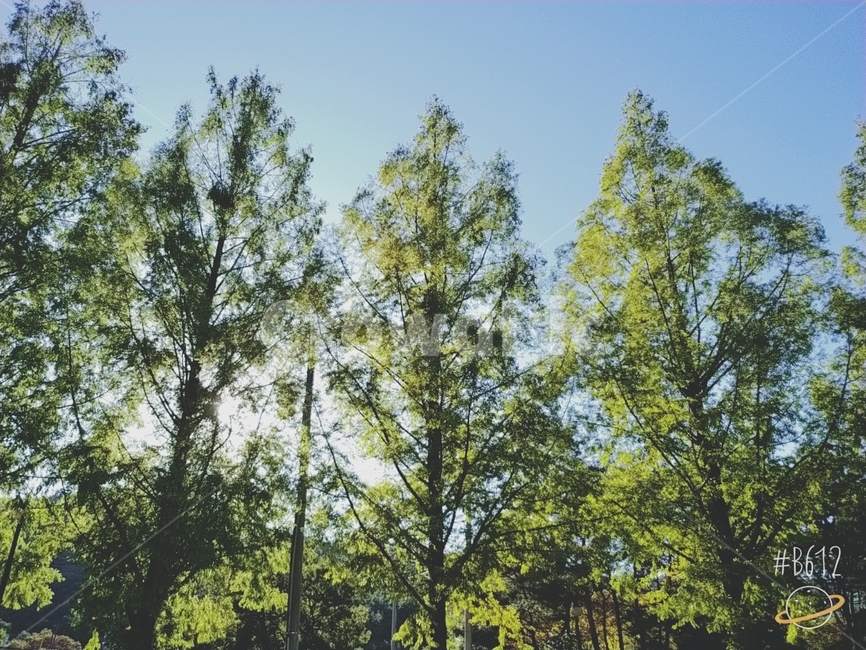 식물,나무,tree,하늘,풍경