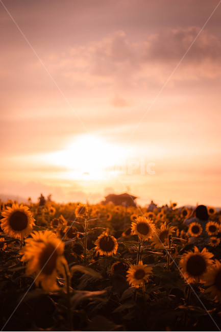 해바라기,일몰,꽃,여름꽃,노을,식물,자연,plants,nature,꽃,flower