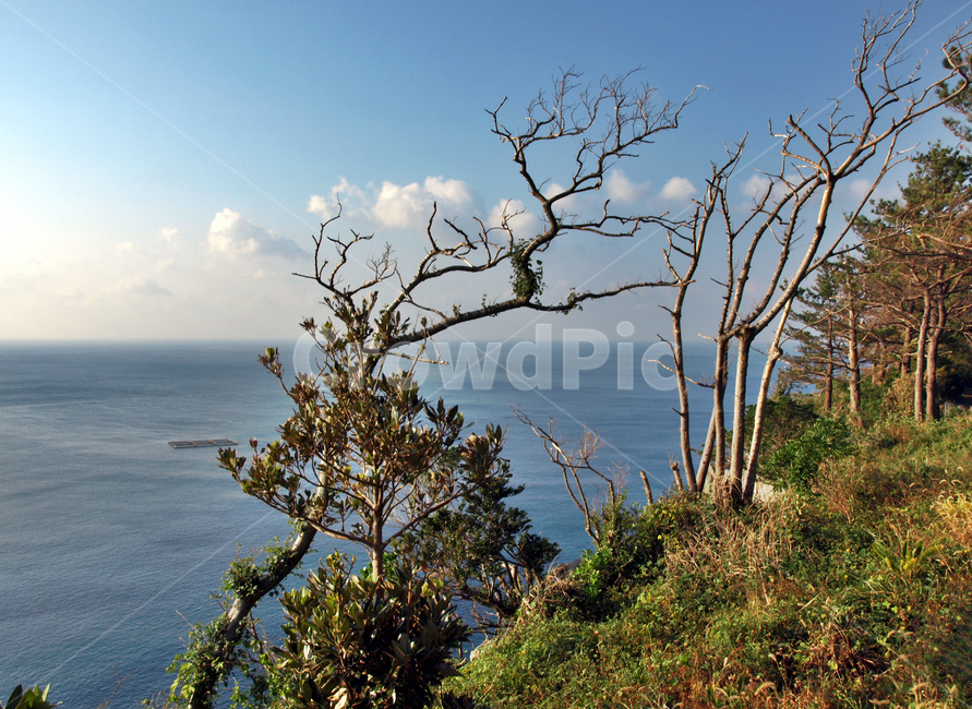 박수기정,서귀포시,올레9코스,올레,바다,제주,숲,볼레낭길,자연,풍경,nature,landscape,tree,나무,plant,식물
